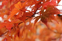 紅葉その２