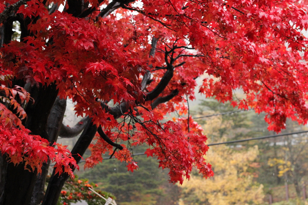 日光の紅葉