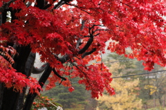 日光の紅葉