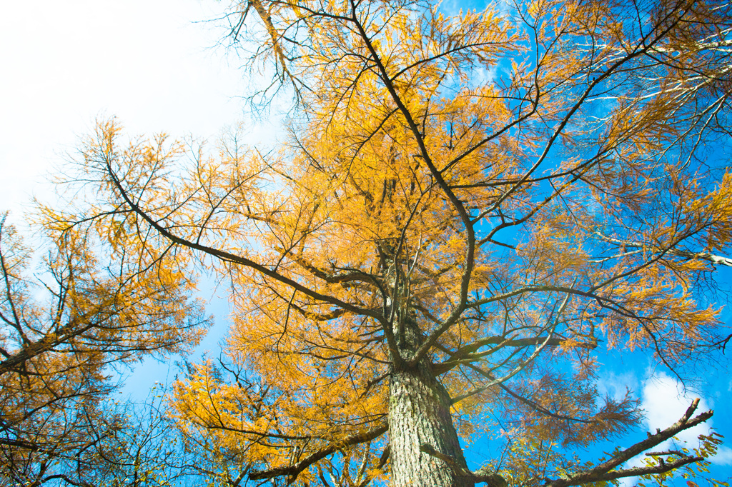 yellow&blue２