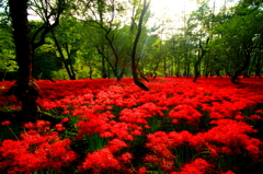 赤い森