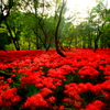 赤い森