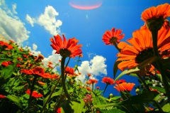 夏花