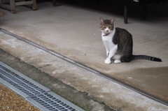 美人猫
