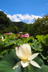 Lotus!