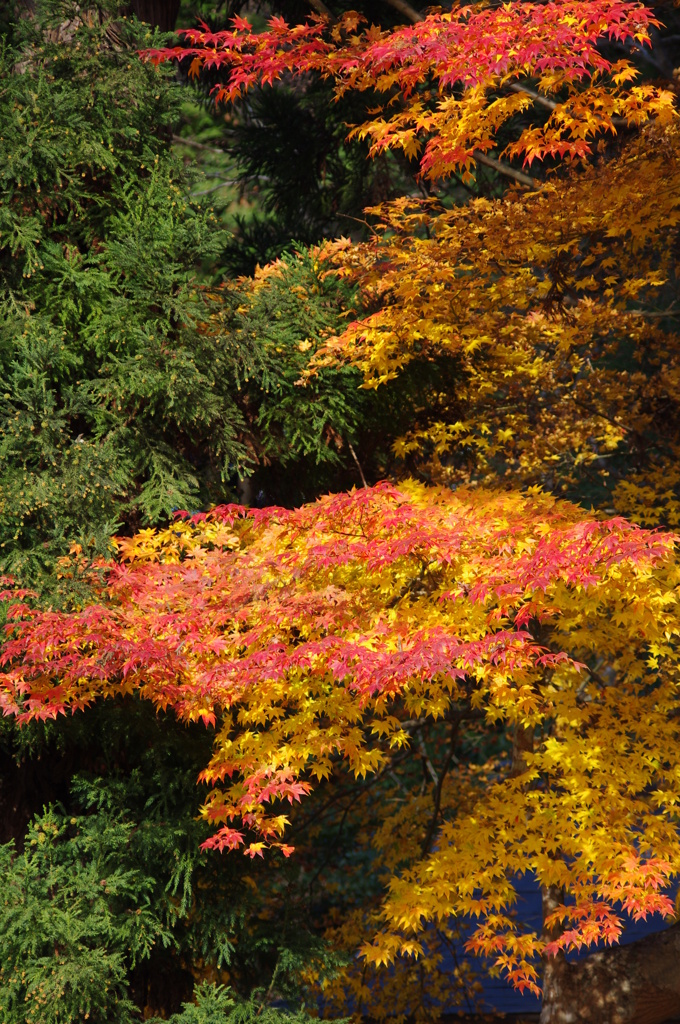 紅葉