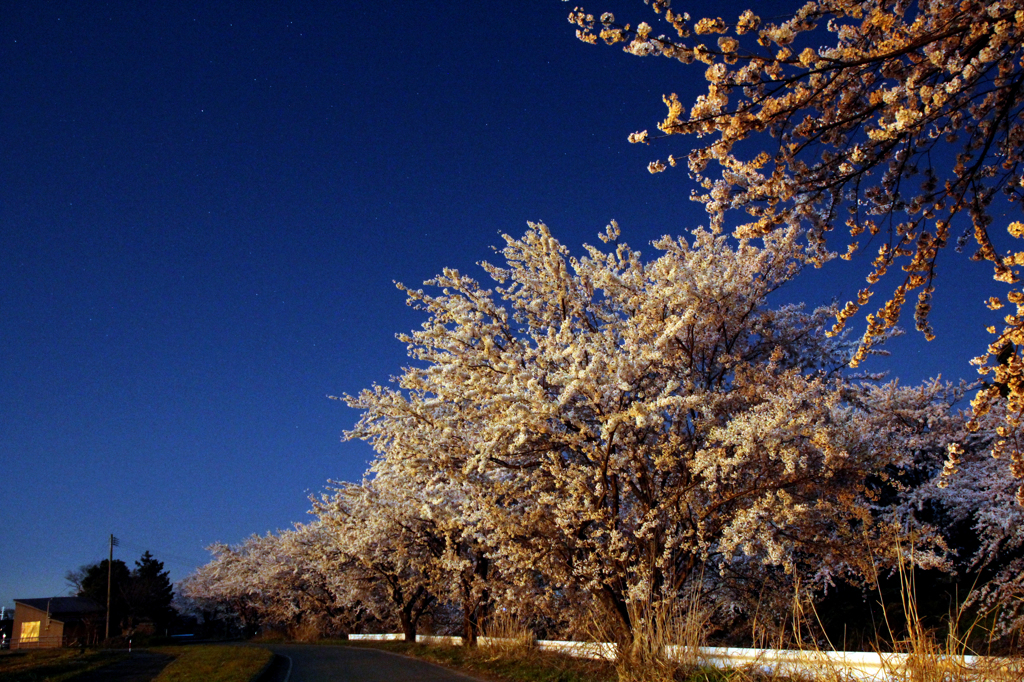 月光に照らされる夜桜２