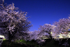 月光に照らされる夜桜