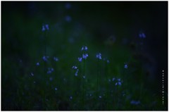 野花