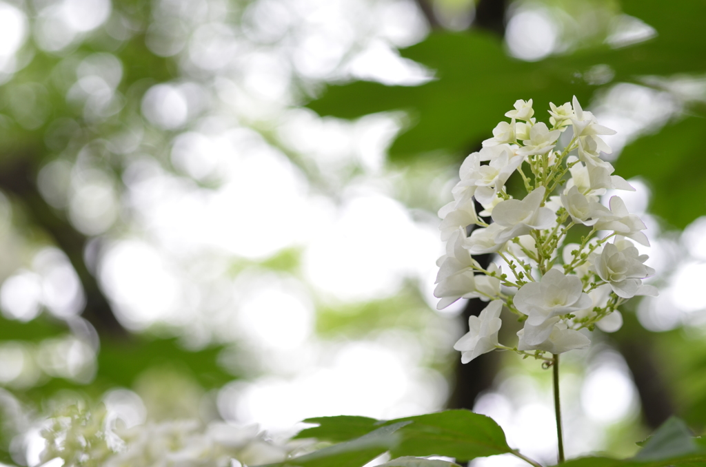 紫陽花です