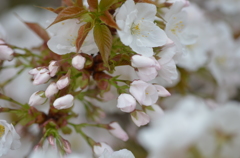 御室の桜３