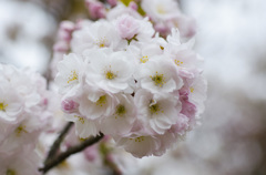 御室の桜