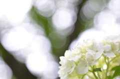 紫陽花