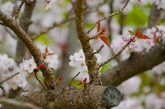 御室の桜　２
