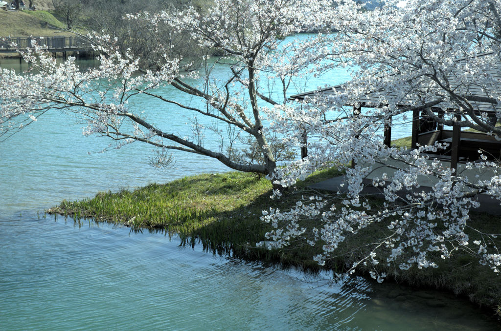 水辺の桜