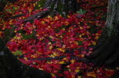 散紅葉
