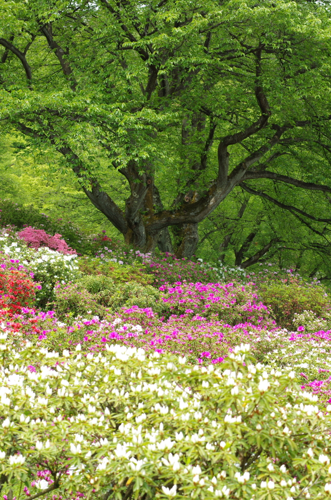 5月の公園