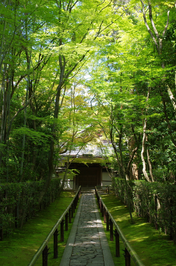 高桐院　～緑の回廊～