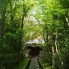 高桐院　～緑の回廊～