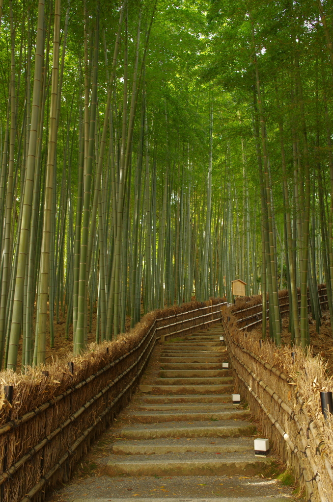 化野念仏寺　竹林