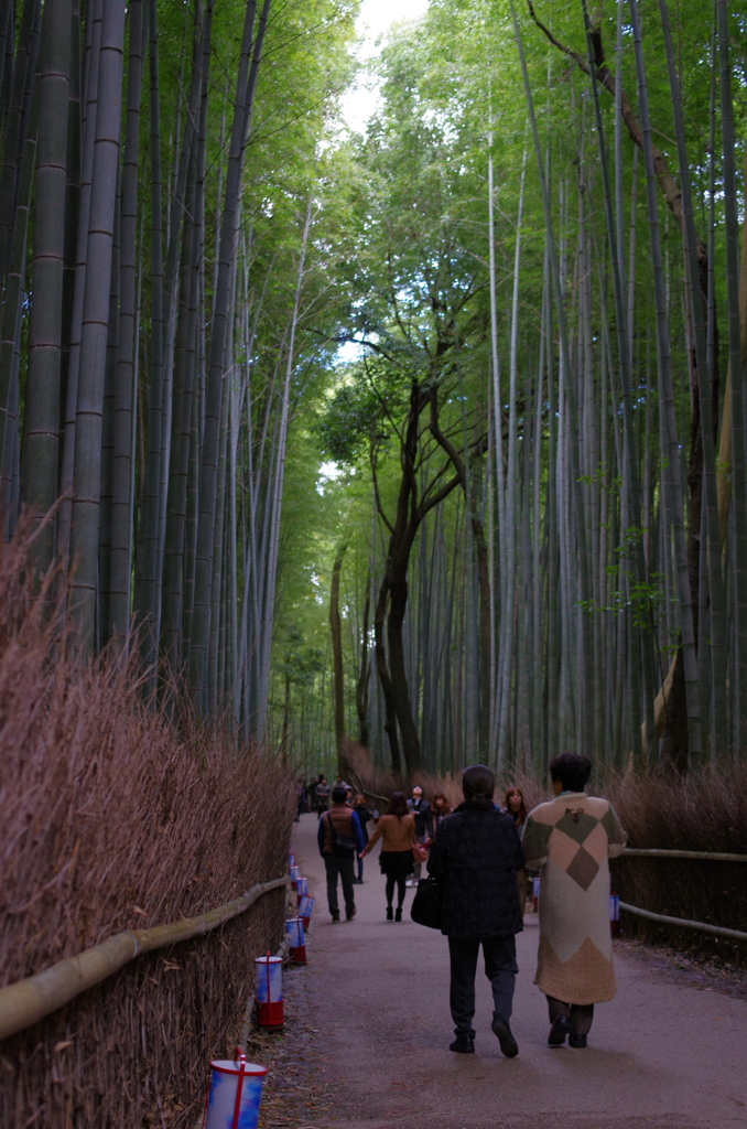 嵐山の竹林