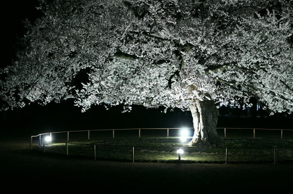 小学校の校庭に咲く桜　その３　