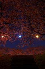 夜桜