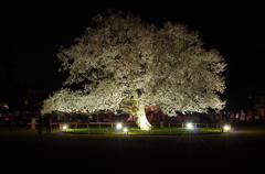 小学校の校庭に咲く桜　