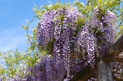 藤の花