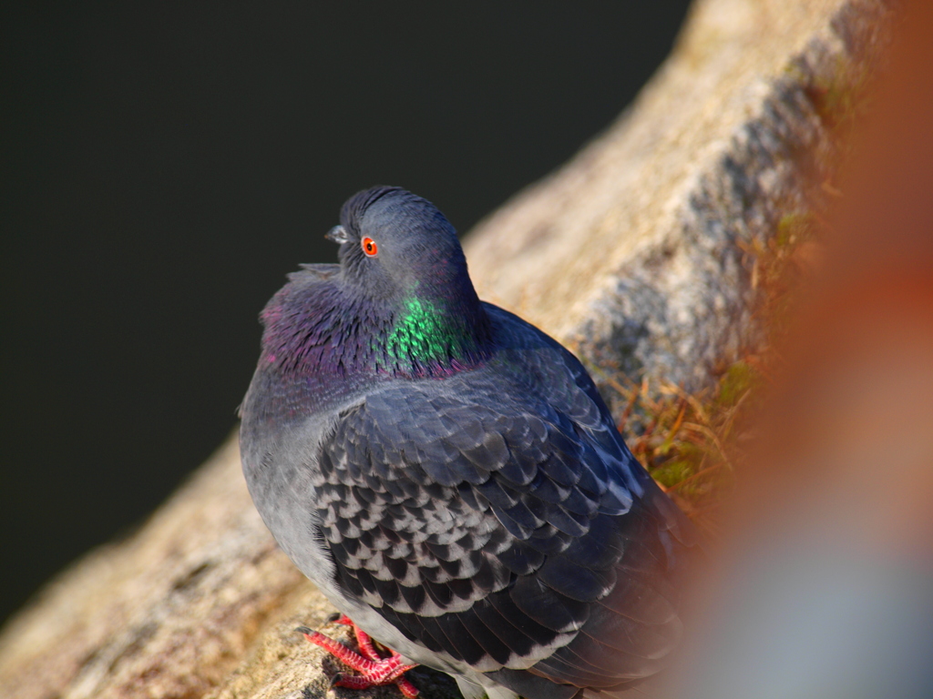 鳩胸の親分