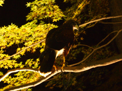 Hawk