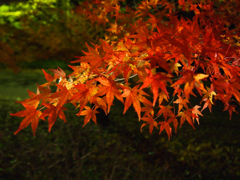 Momiji4