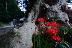 彼岸花・・