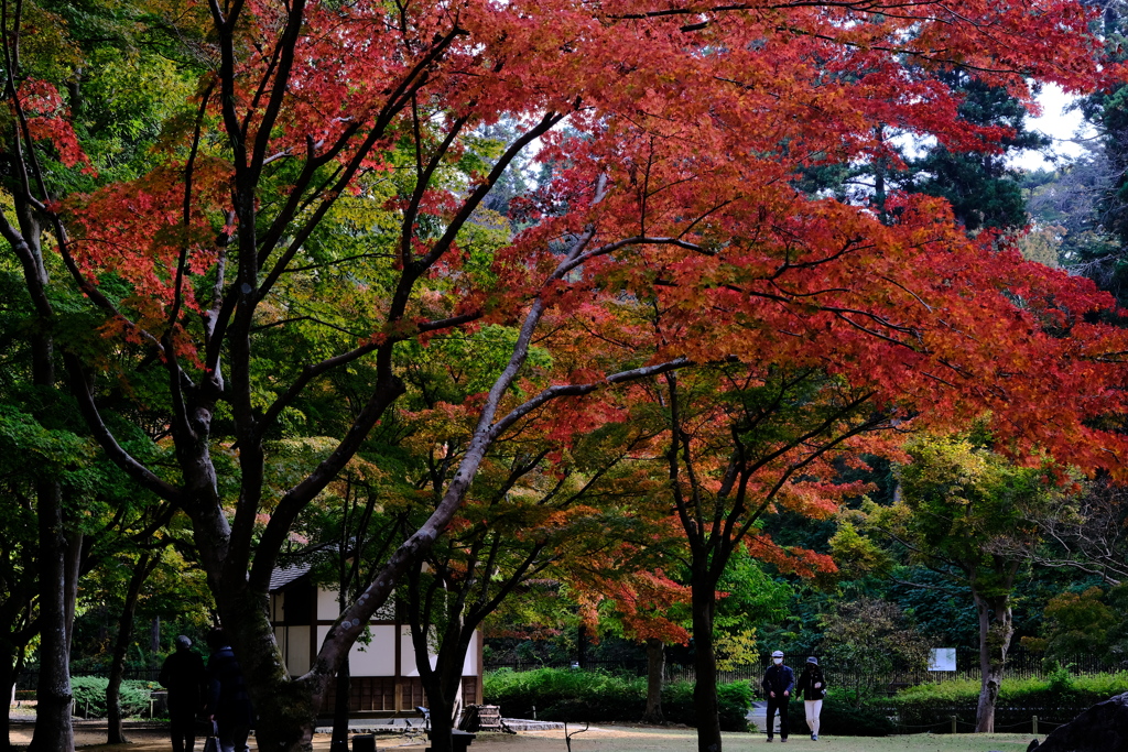 ・・紅葉