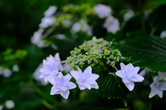 紫陽花
