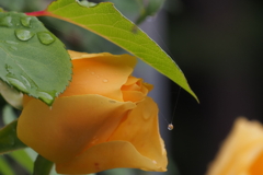 蜘蛛の糸