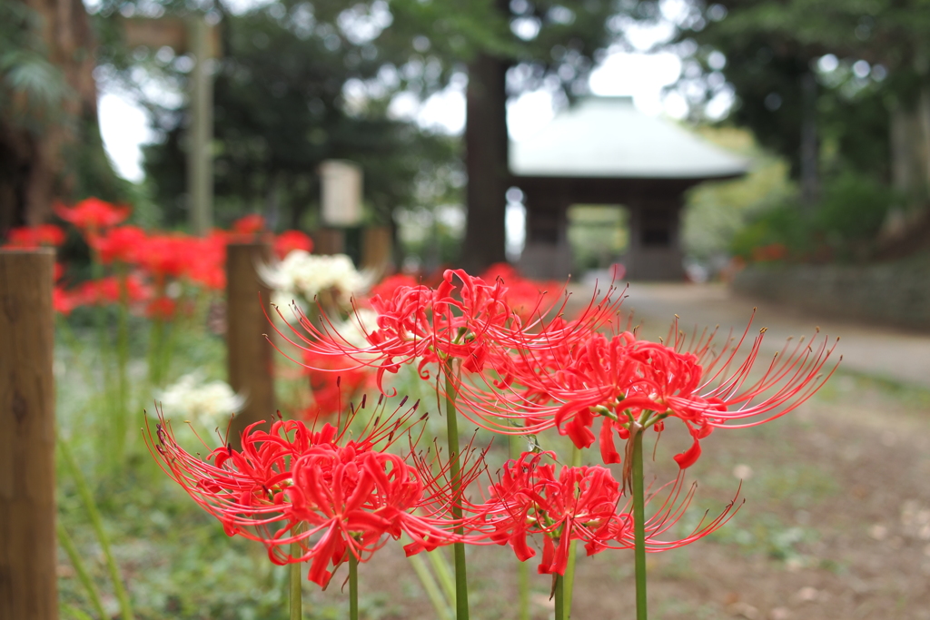 西蓮寺　茨城