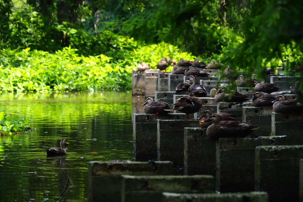 水鳥・・