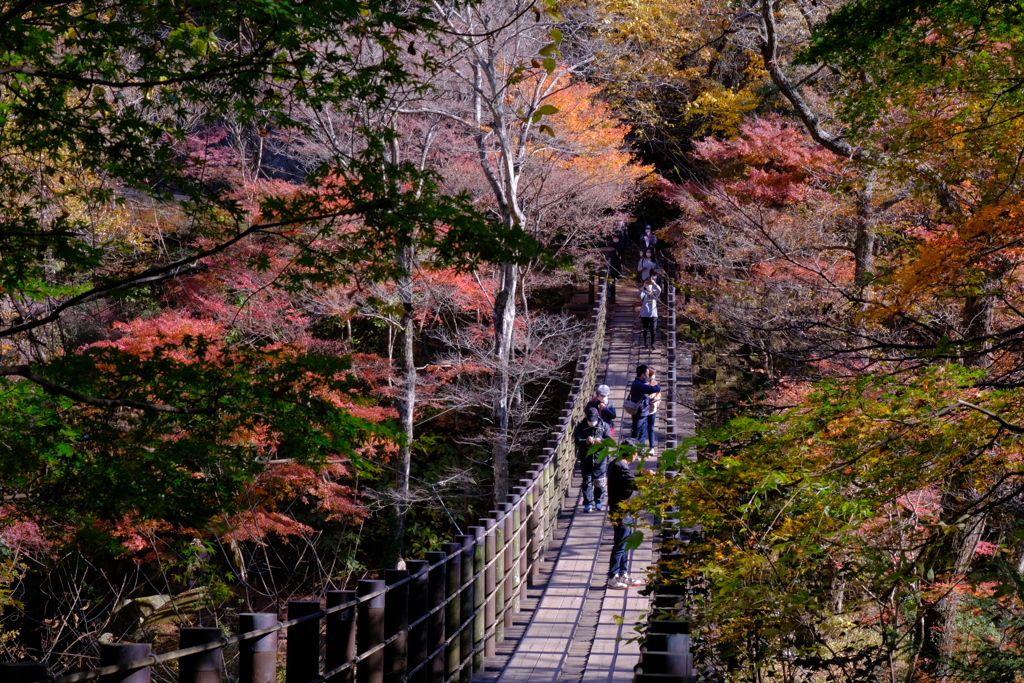 紅葉狩り・・