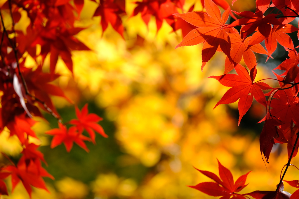 唐紅色に囲まれて