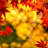 唐紅色に囲まれて