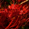 深紅・・