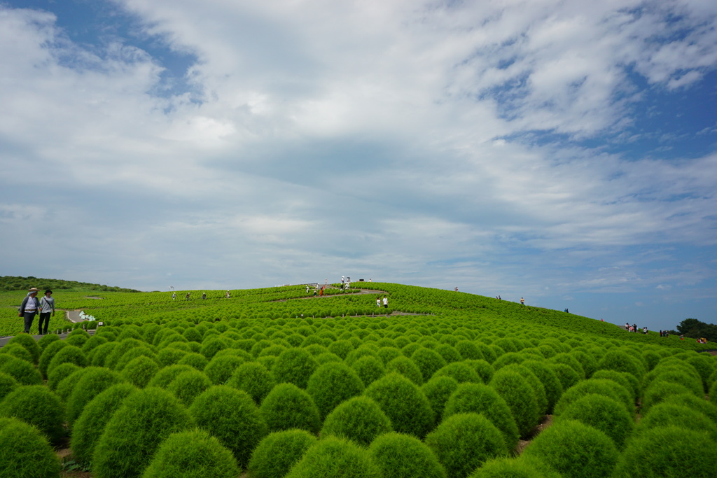 緑の大地