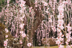 しだれ梅・・