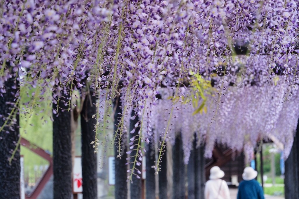 藤の花