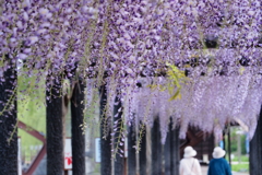 藤の花
