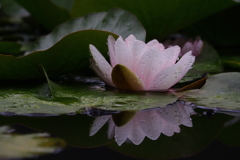 雨上がり・・・・