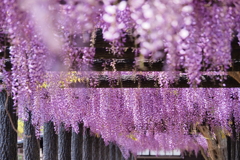 藤の花