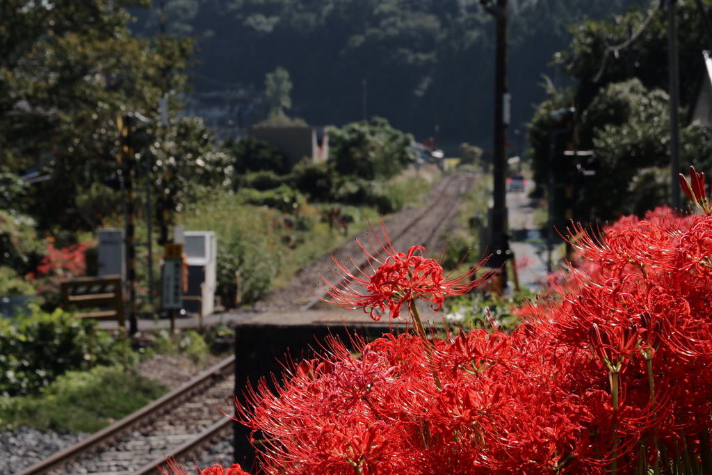 ・・線路沿い