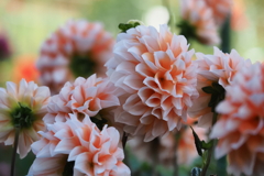 秋の花・・